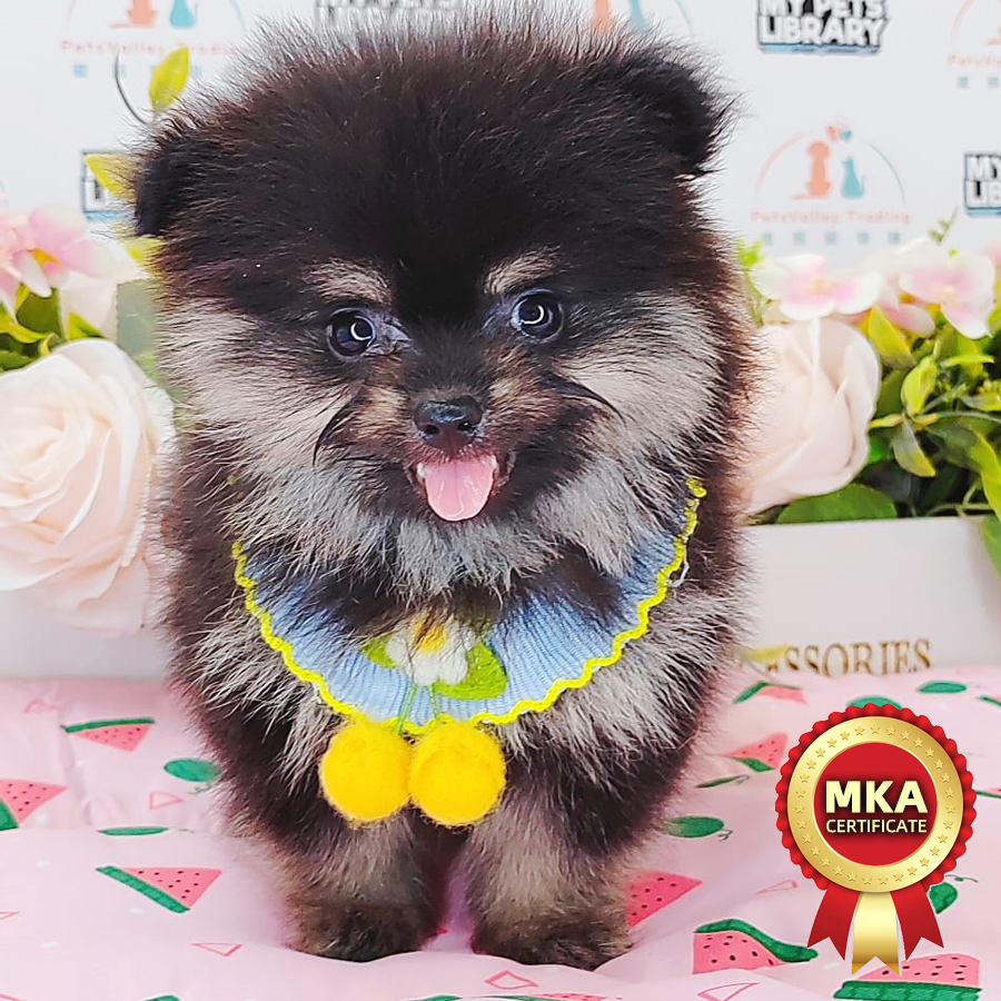MKA Tiny Pomeranian Puppy (Male) For Sale