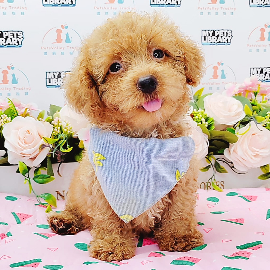 Toy Poodle Puppy (Male) For Sale