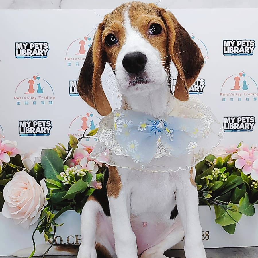 Beagle Puppy (Female) For Sale