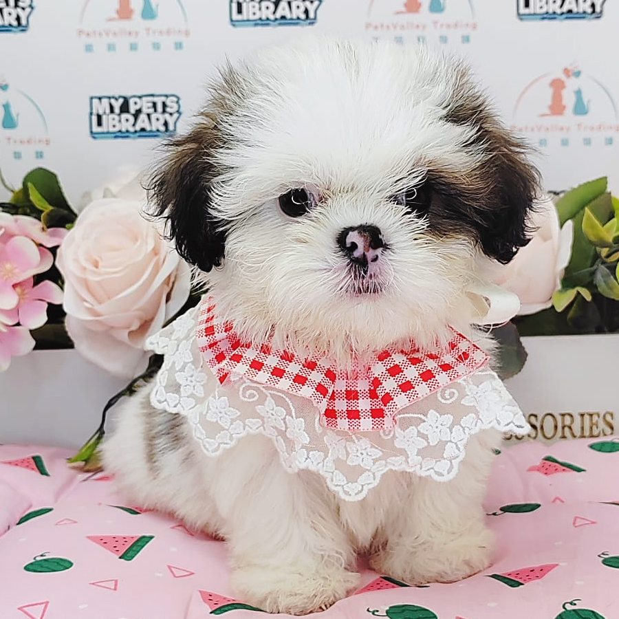 Shih Tzu Puppy (Male) For Sale