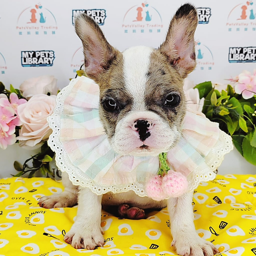 French Bulldog Puppy (Male) For Sale