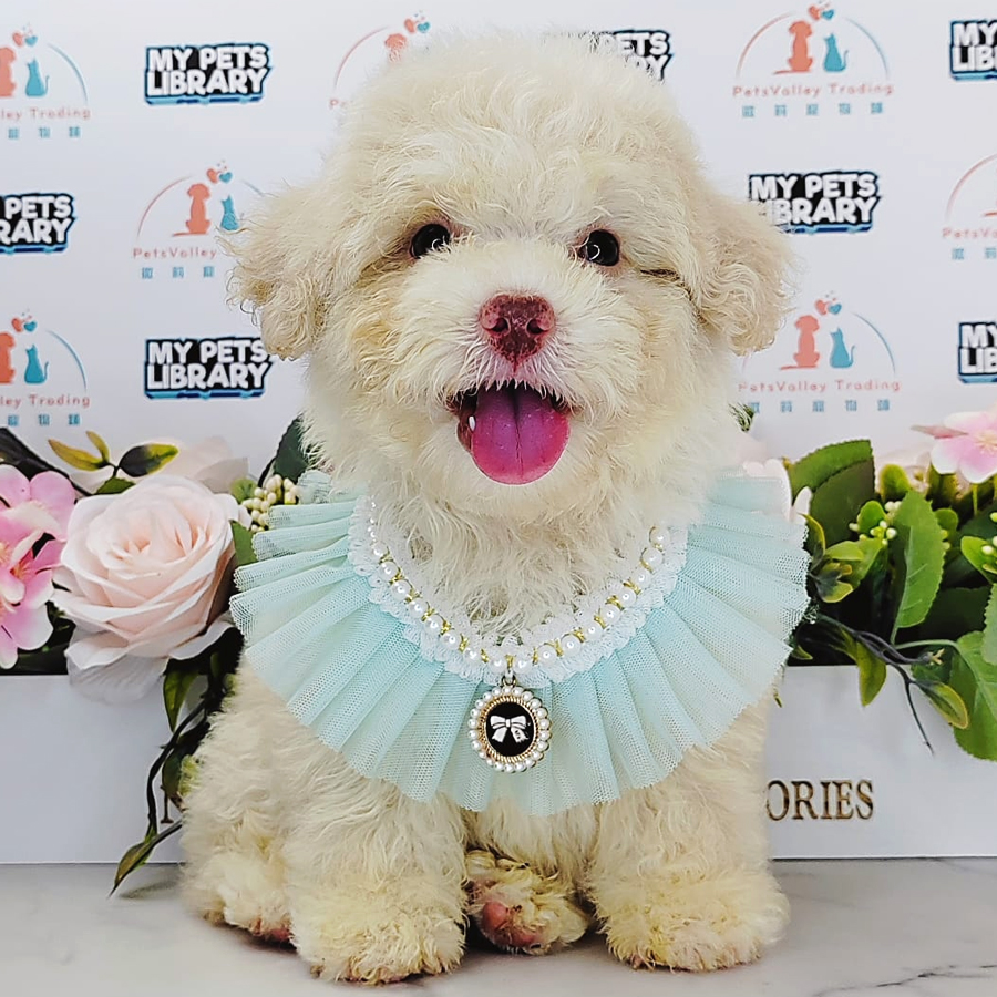 Maltipoo Puppy (Male) For Sale