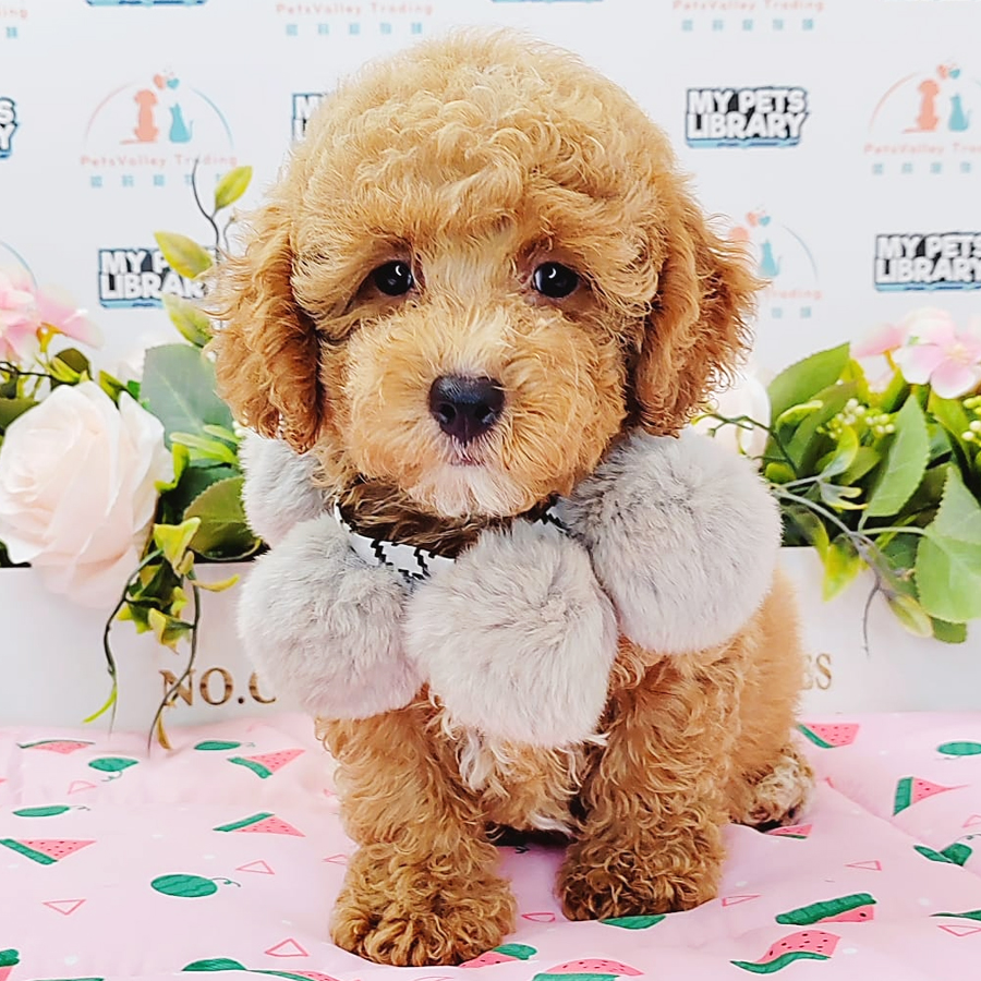 Toy Poodle Puppy (Male) For Sale