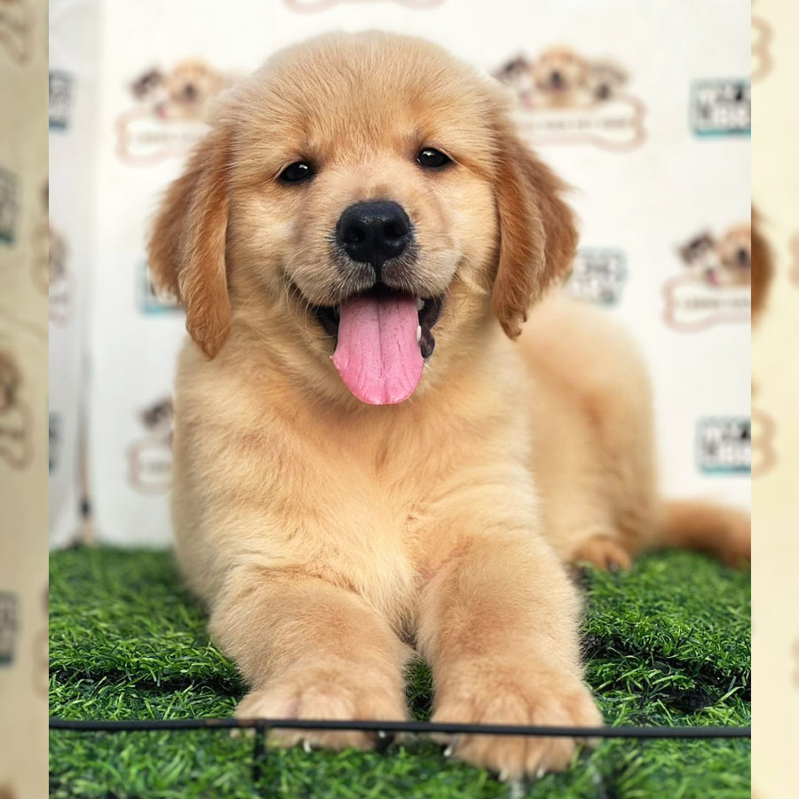 Golden Retriever Puppy (Male) For Sale