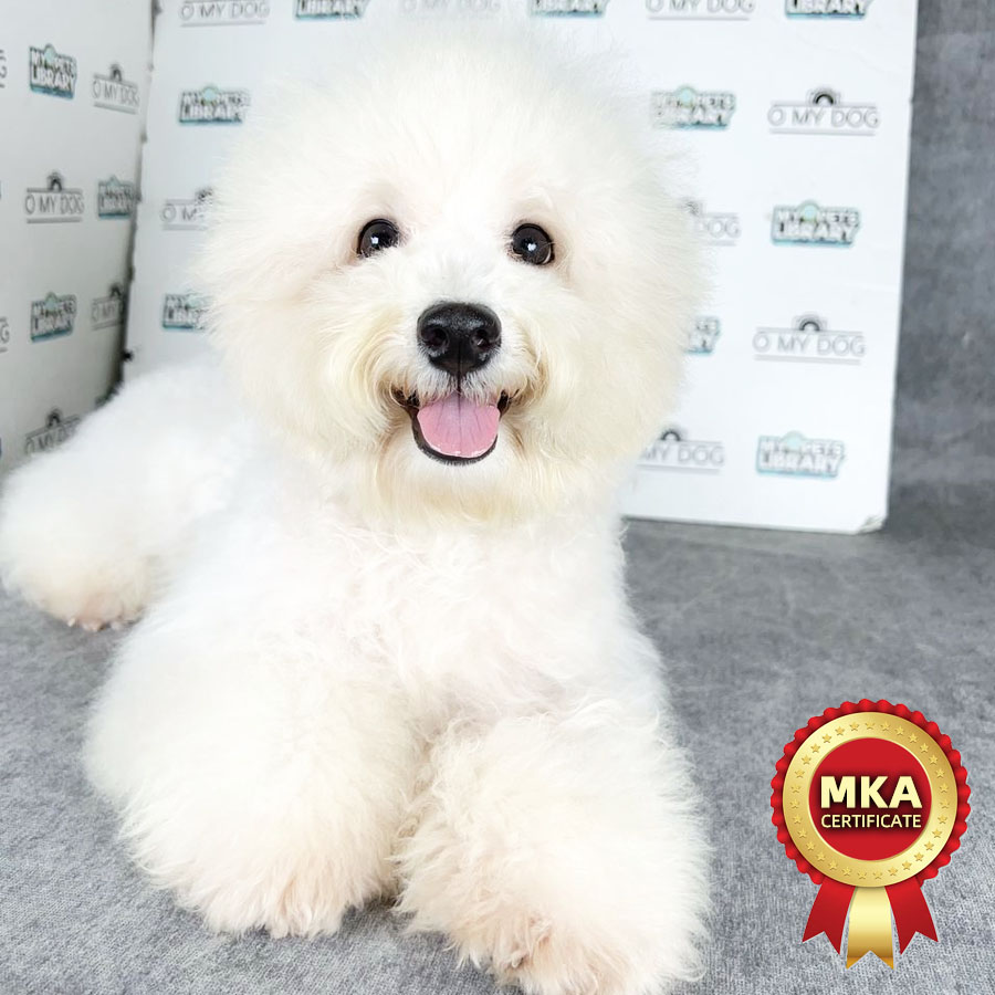 MKA Bichon Frise Puppy (Female) For Sale