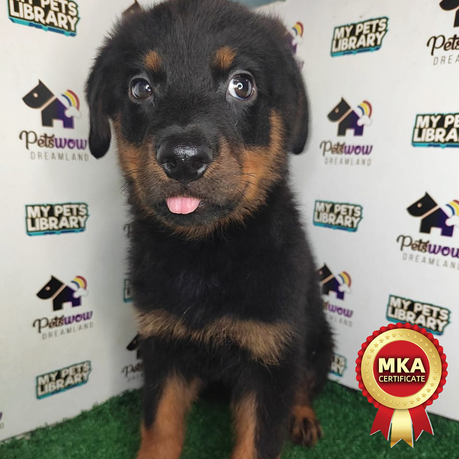 Rottweiler Puppy (Male) For Sale