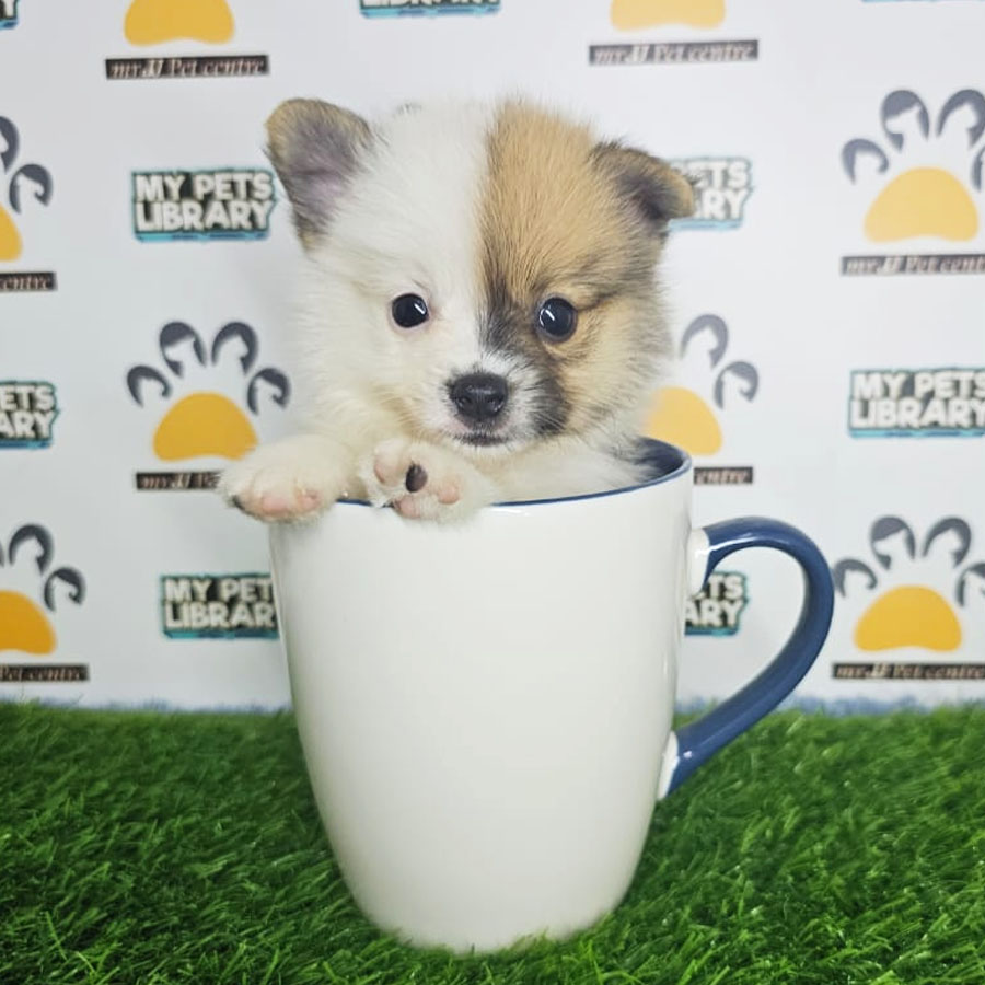 Teacup Pomeranian Puppy (Male) For Sale