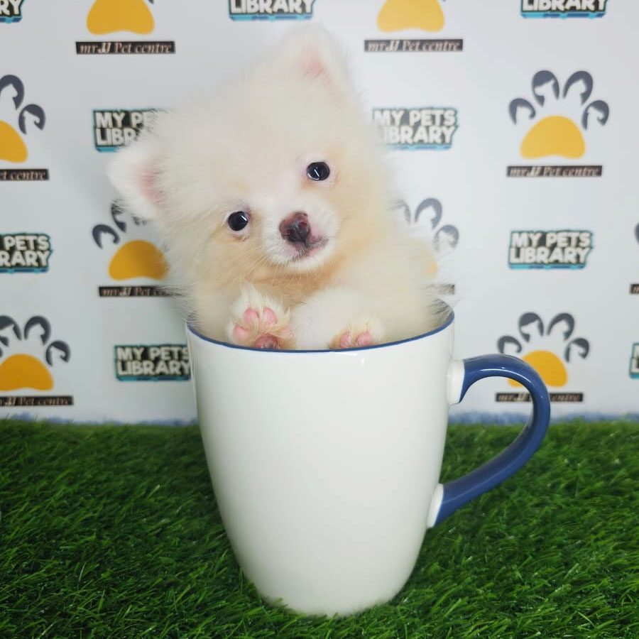 Teacup Pomeranian Puppy (Male) For Sale
