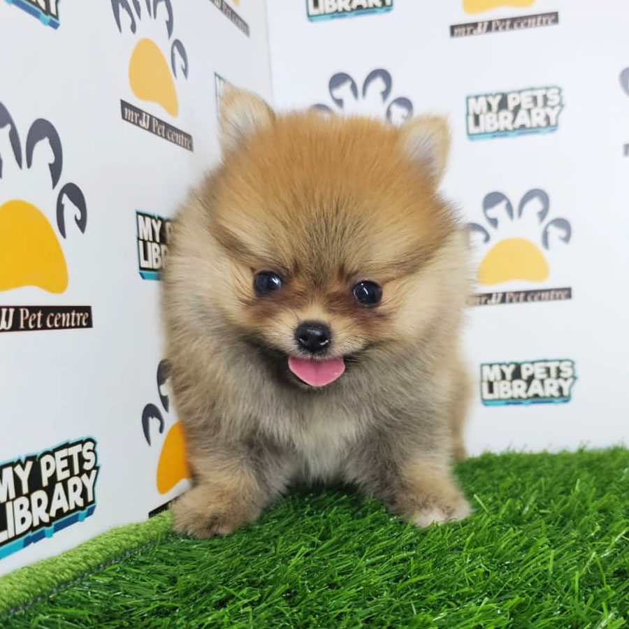 Teacup Pomeranian Puppy (Male) For Sale