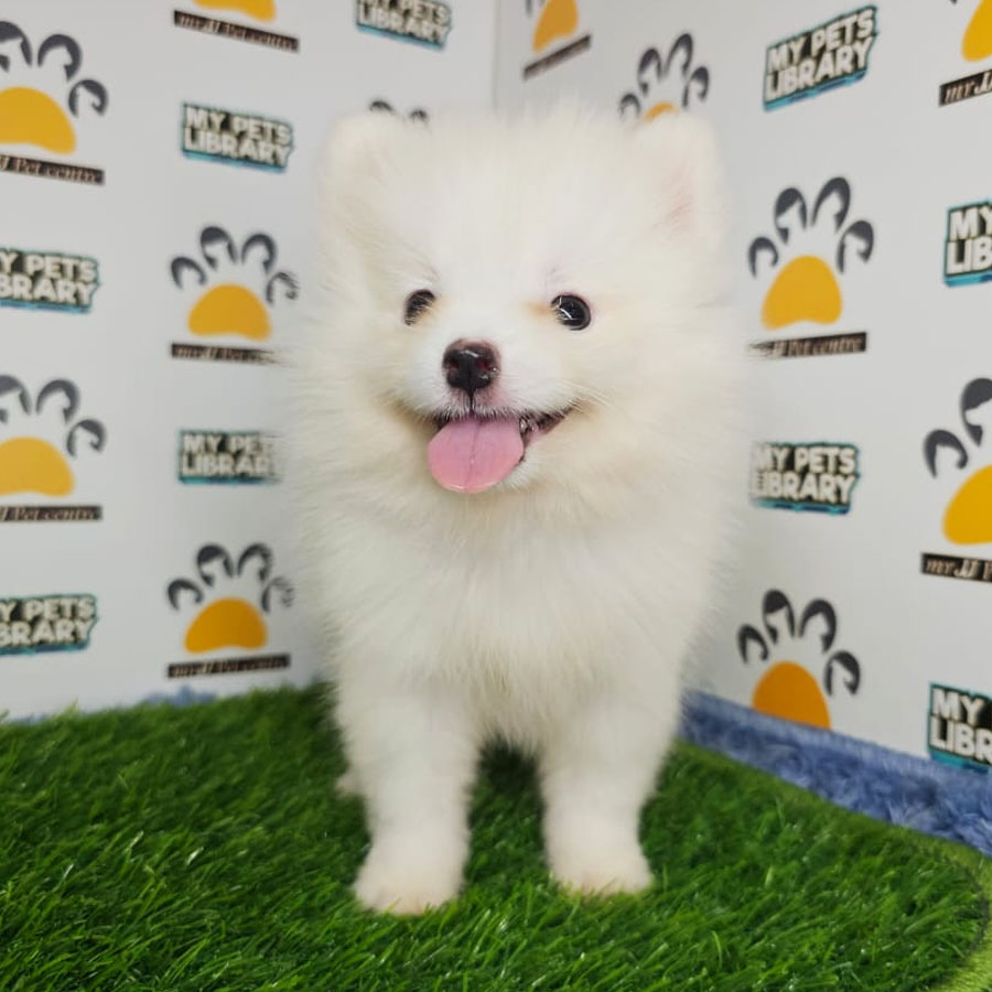 Tiny Pomeranian Puppy (Male) For Sale