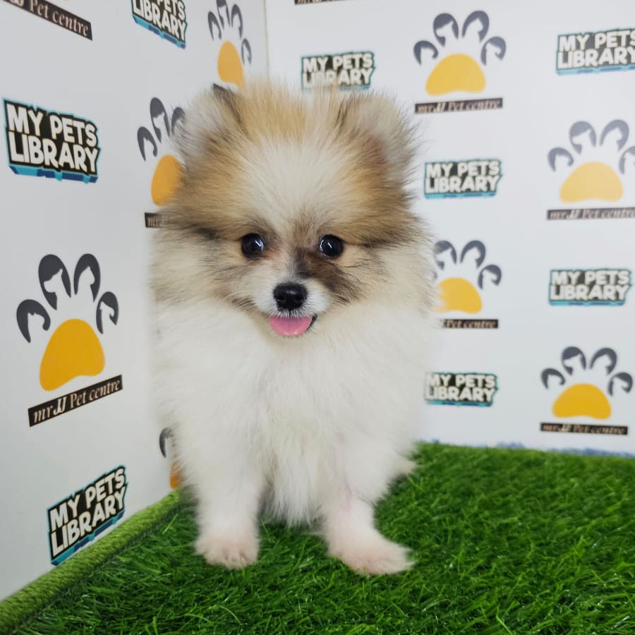 Tiny Pomeranian Puppy (Male) For Sale