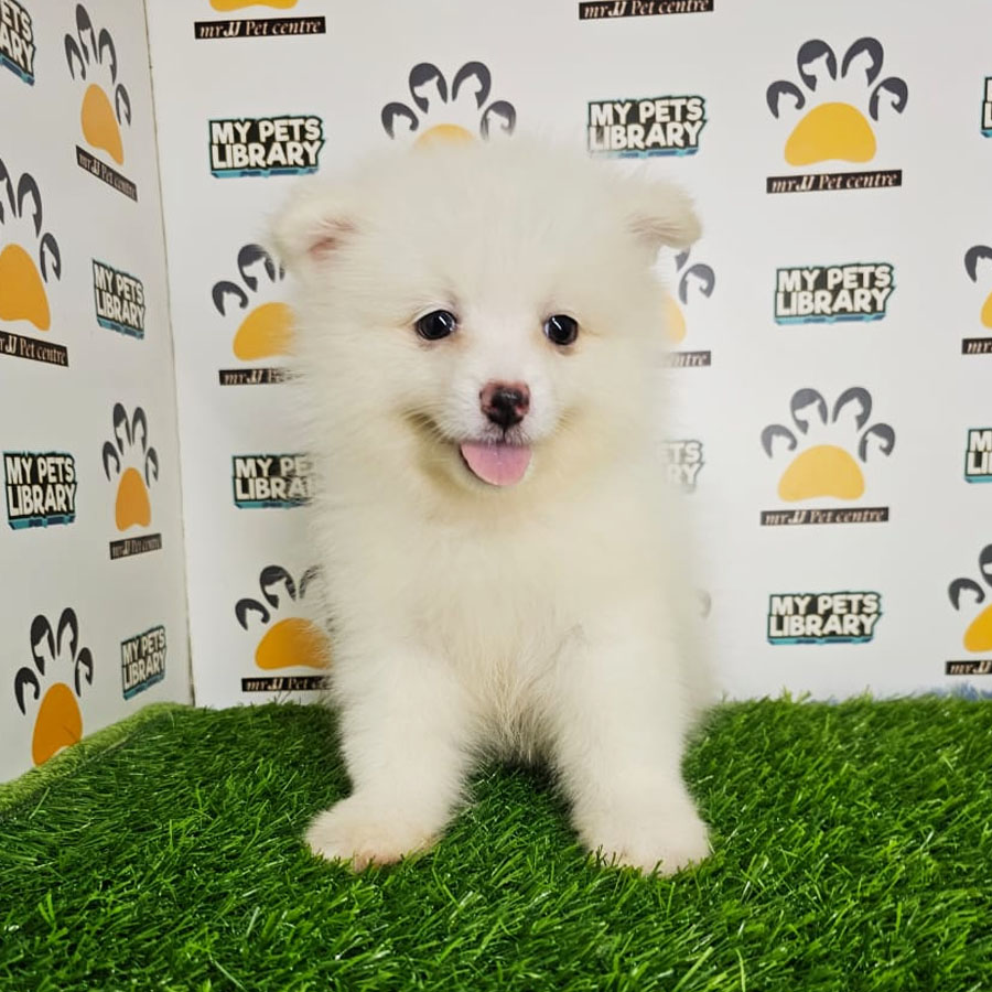 Pomeranian Puppy (Male) For Sale