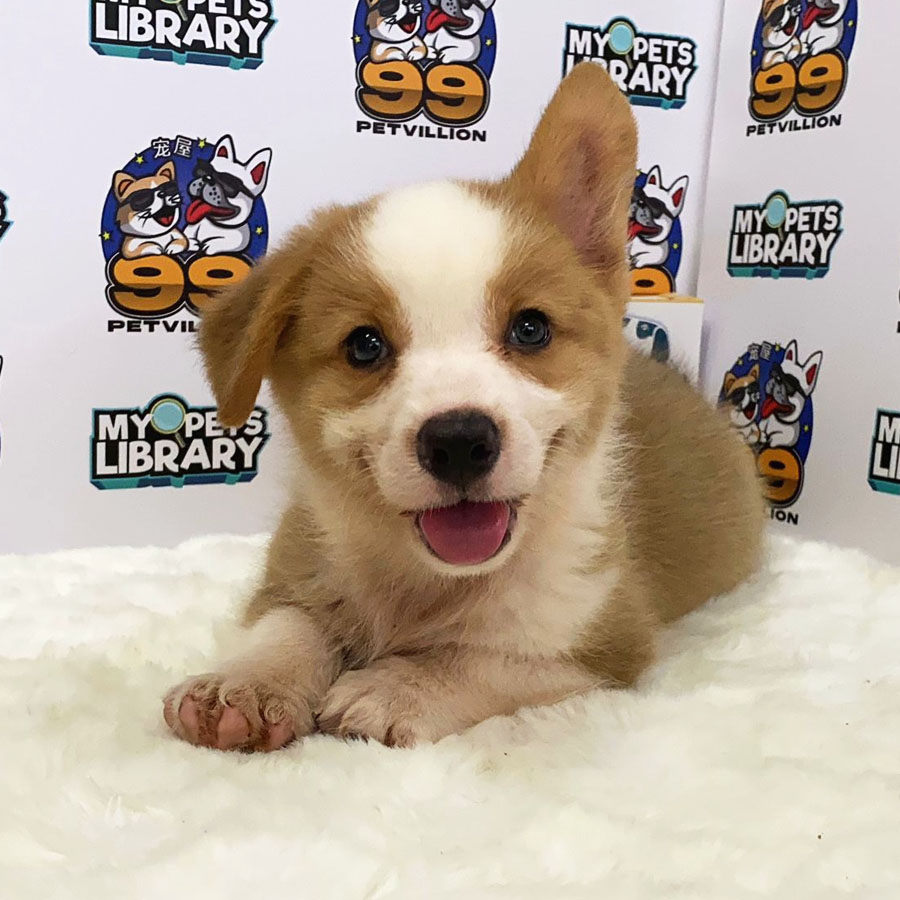 Welsh Corgi Puppy (Male) For Sale