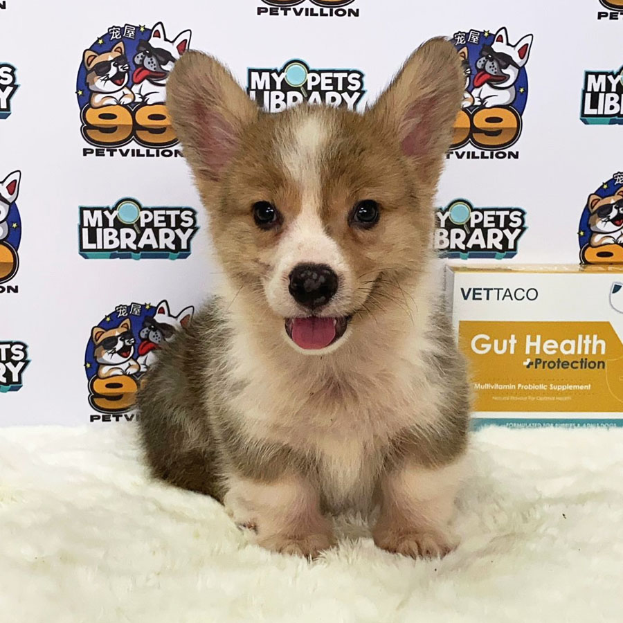 Welsh Corgi Puppy (Male) For Sale