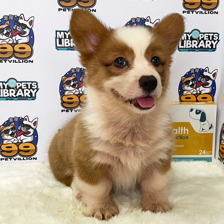 Welsh Corgi Puppy (Female) For Sale
