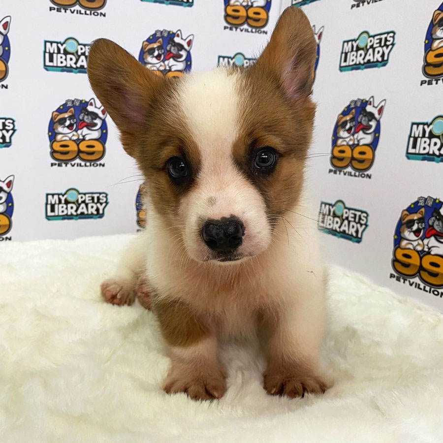 Welsh Corgi Puppy (Male) For Sale