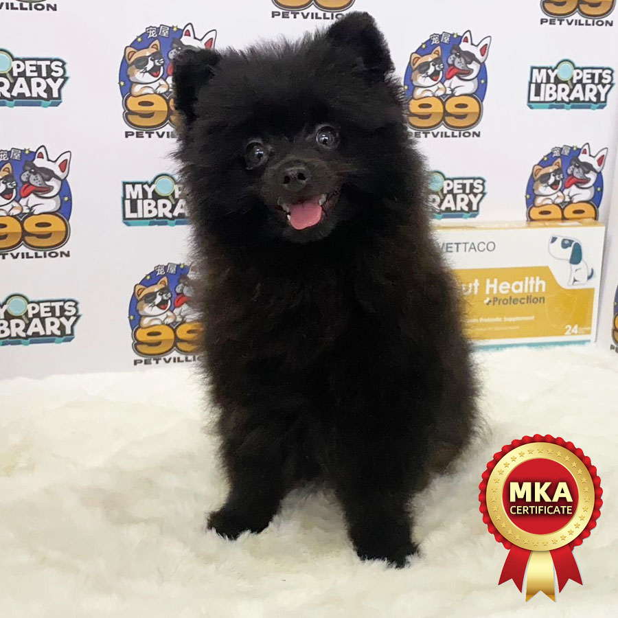 MKA Tiny Pomeranian Puppy (Male) For Sale