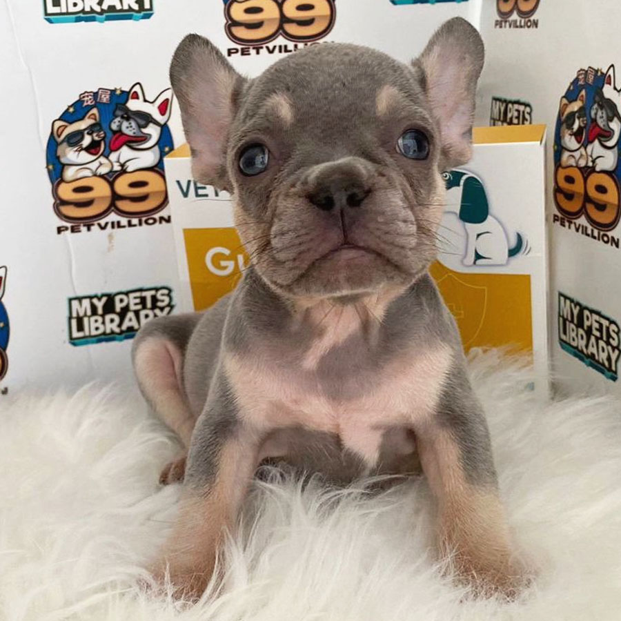 French Bulldog Puppy (Male) For Sale