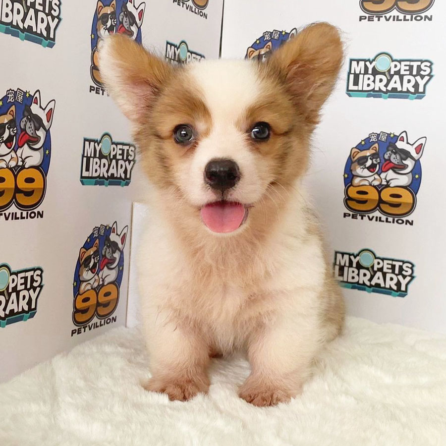Welsh Corgi Puppy (Female) For Sale