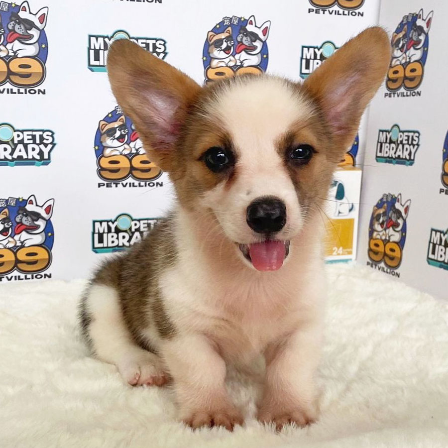 Welsh Corgi Puppy (Female) For Sale