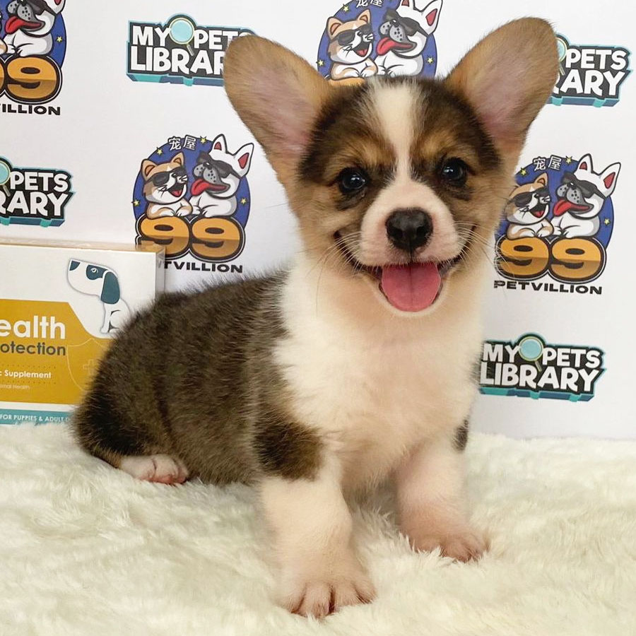 Welsh Corgi Puppy (Female) For Sale