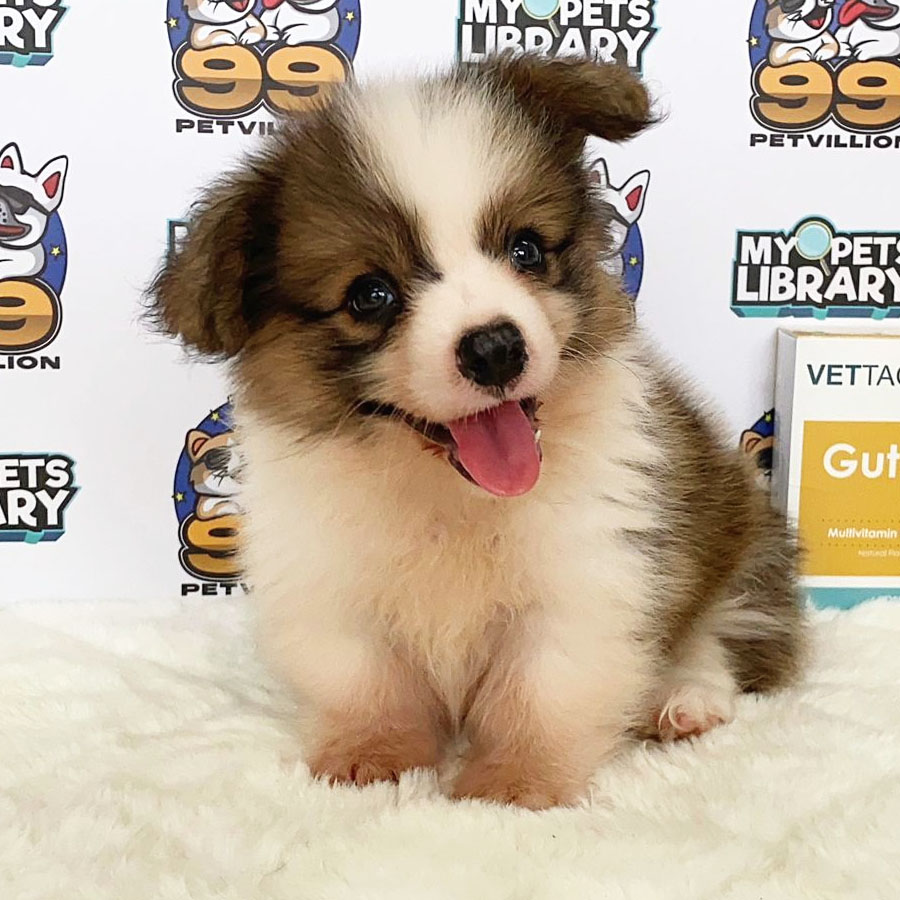 Longcoat Welsh Corgi Puppy (Female) For Sale