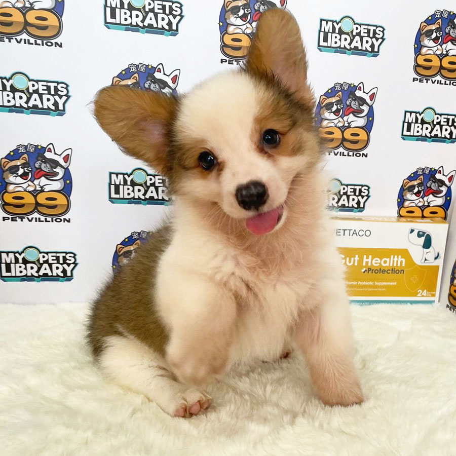 Welsh Corgi Puppy (Female) For Sale