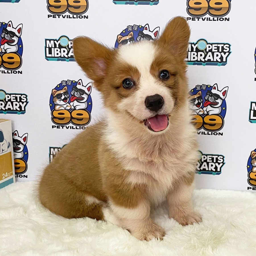 Welsh Corgi Puppy (Female) For Sale