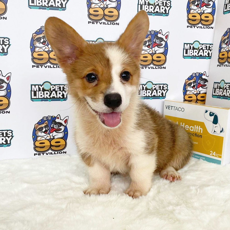 Welsh Corgi Puppy (Female) For Sale