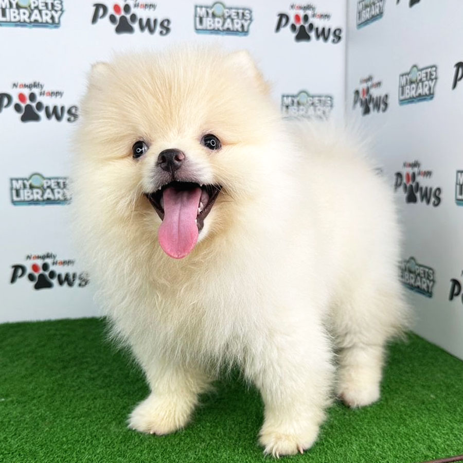 Pomeranian Puppy (Female) For Sale