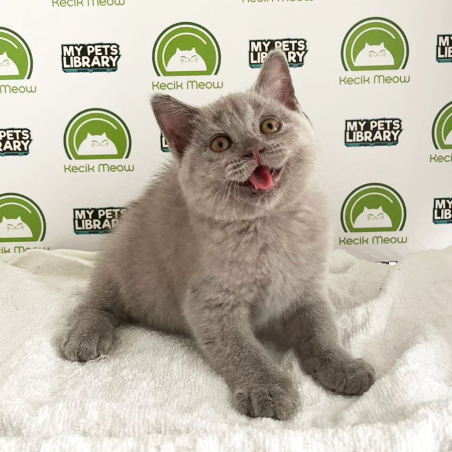 British Shorthair Kitten (Female) For Sale