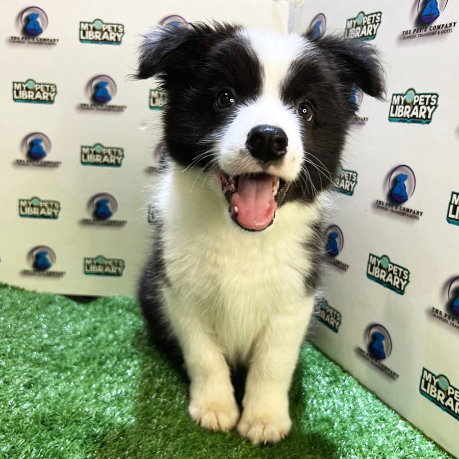 Border Collie Puppy (Male) For Sale