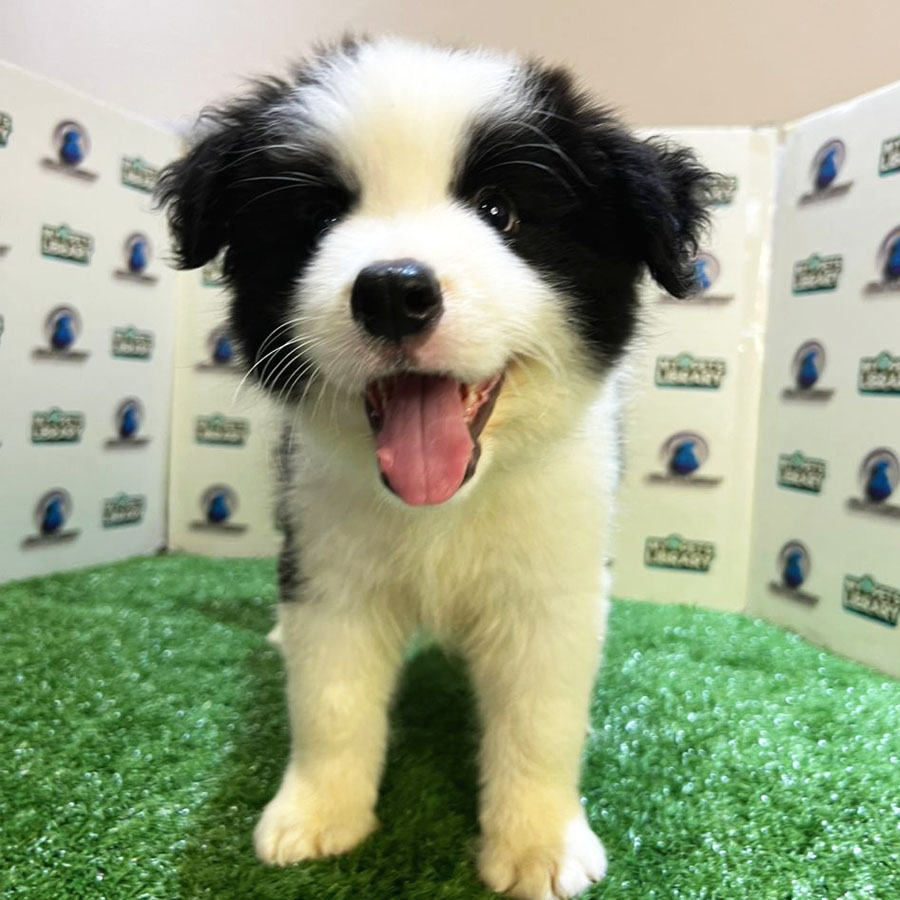 Border Collie Puppy (Male) For Sale