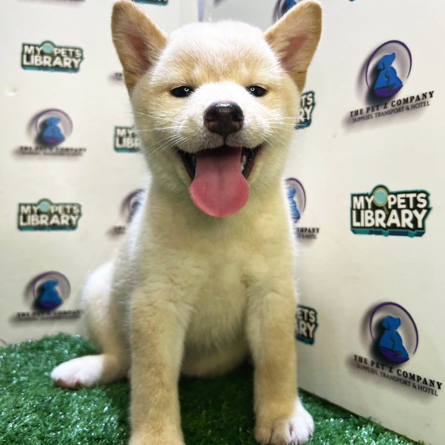 Shiba Inu Puppy (Female) For Sale
