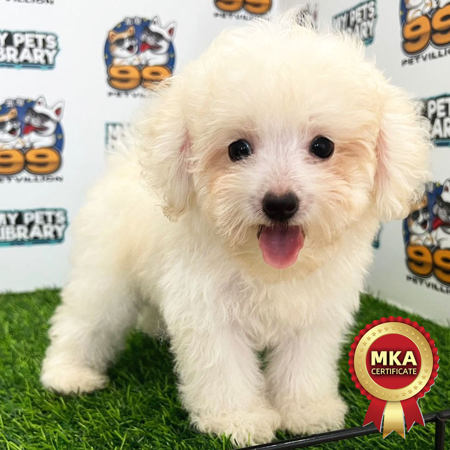 MKA Toy Poodle Puppy (Female) For Sale