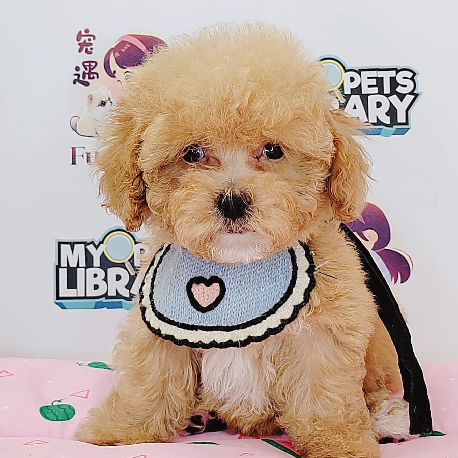 Teacup Poodle Puppy (Female) For Sale