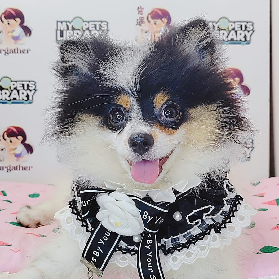 Pomeranian Puppy (Female) For Sale