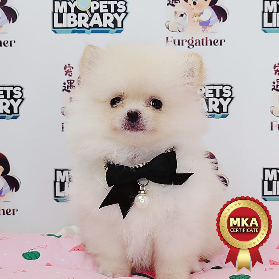 MKA Tiny Pomeranian Puppy (Female) For Sale