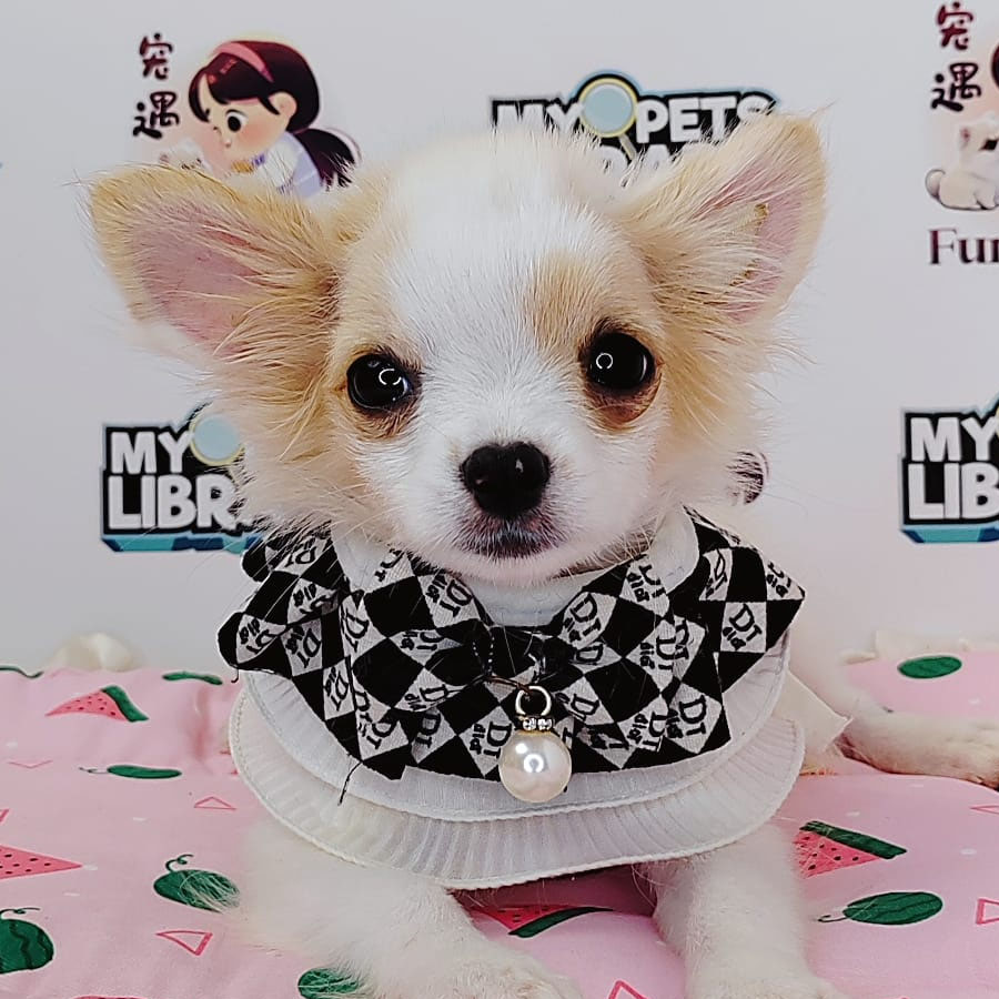 Chihuahua Puppy (Female) For Sale