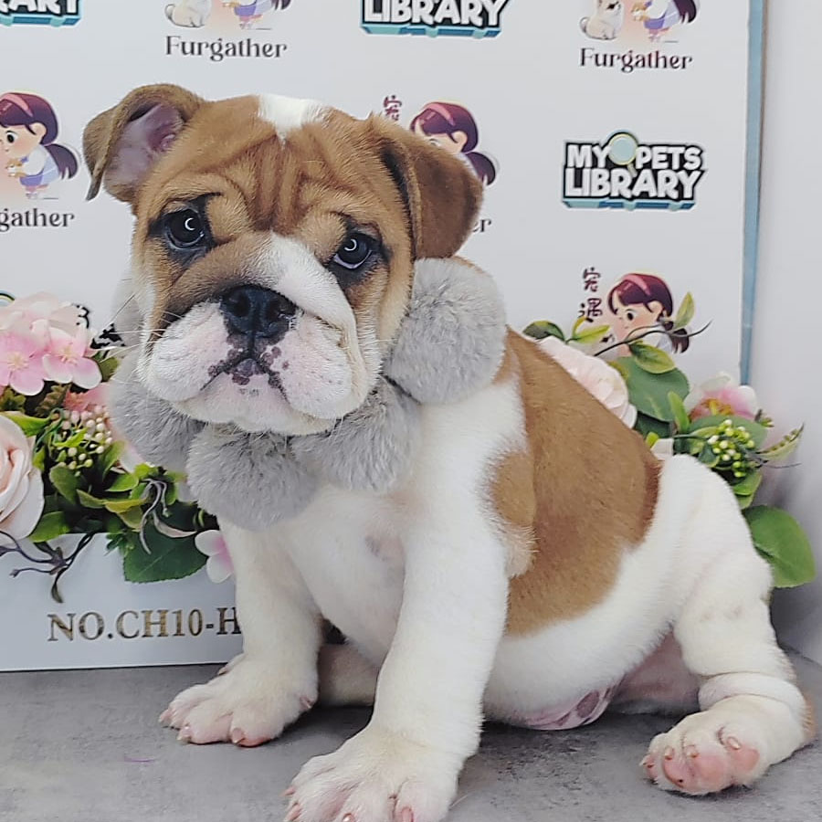 English Bulldog Puppy (Female) For Sale