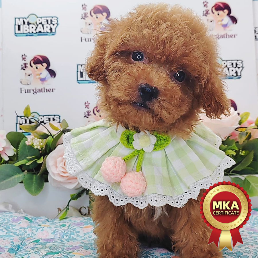 MKA Toy Poodle Puppy (Male) For Sale
