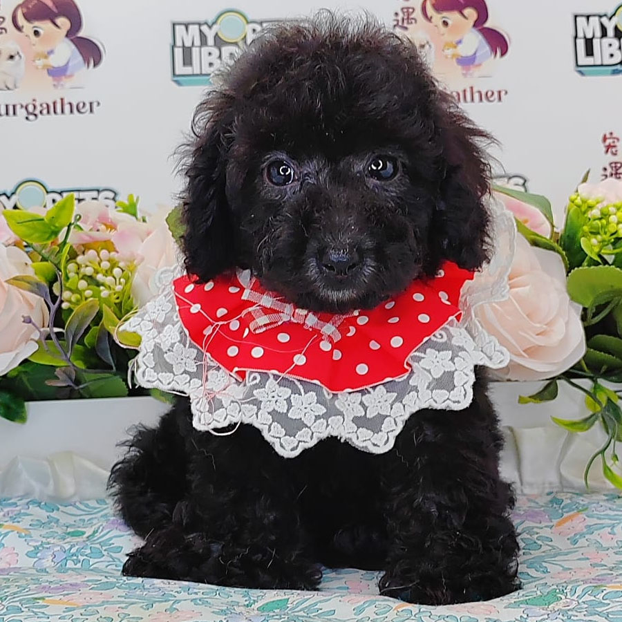 Toy Poodle Puppy (Female) For Sale