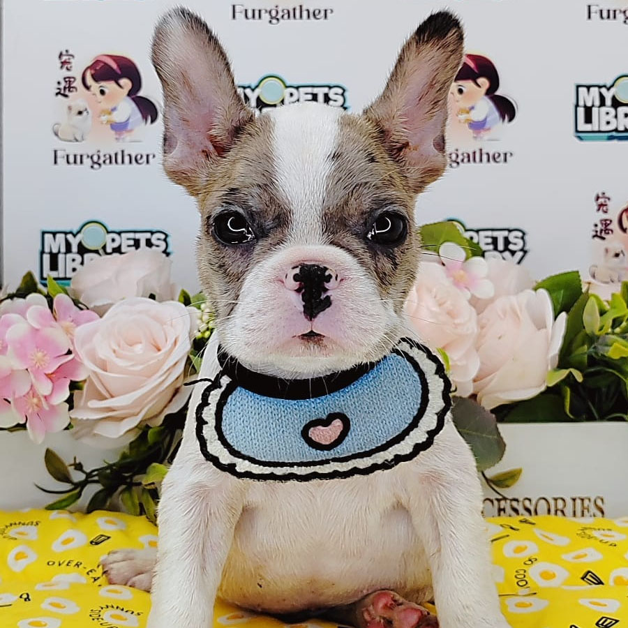 French Bulldog Puppy (Male) For Sale