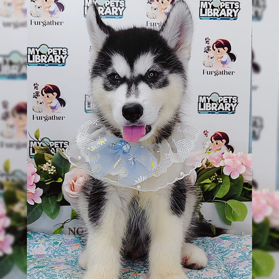 Wooly Husky Puppy (Female) For Sale
