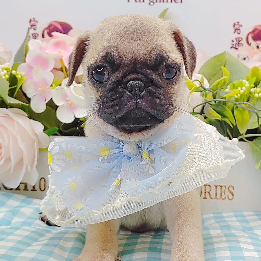 Pug Puppy (Female) For Sale