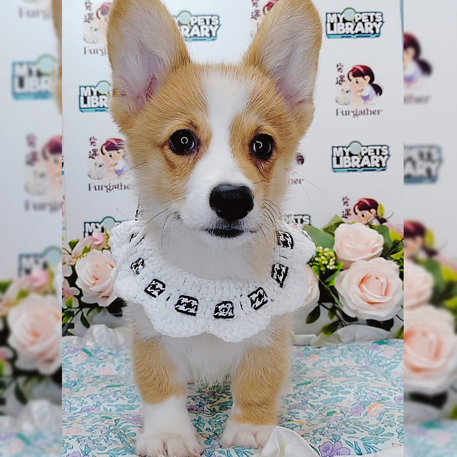 Welsh Corgi Puppy (Male) For Sale