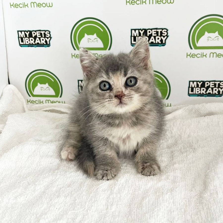 British Shorthair Kitten (Female) For Sale