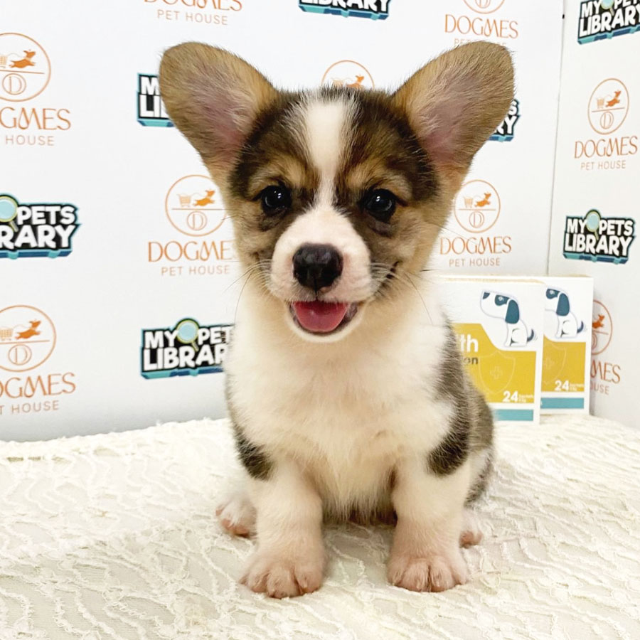 Welsh Corgi Puppy (Female) For Sale