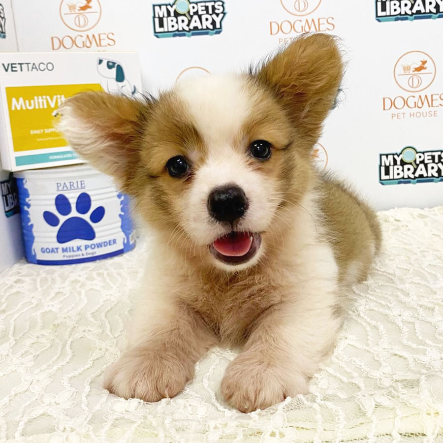 Welsh Corgi Puppy (Female) For Sale