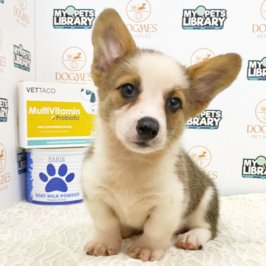 Welsh Corgi Puppy (Female) For Sale